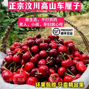 正宗阿坝州高山汶川车厘子 汶川茂县大樱桃甜樱桃 原生态健康水果