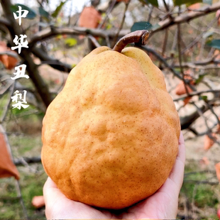 山东烟台中华丑梨农家梨太婆梨现摘啤梨软梨新鲜当季孕妇水果10斤