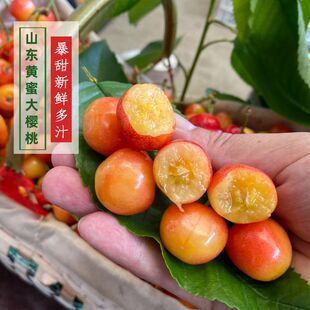 现货山东黄水晶黄蜜樱桃现摘雷尼佳红烟台车厘子新鲜孕妇水果 包邮