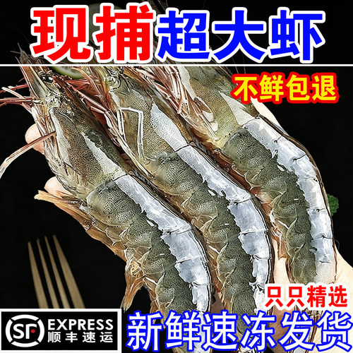 新鲜海捕大虾超大海虾特大对虾鲜活冷冻基围虾明虾非青岛大虾水产