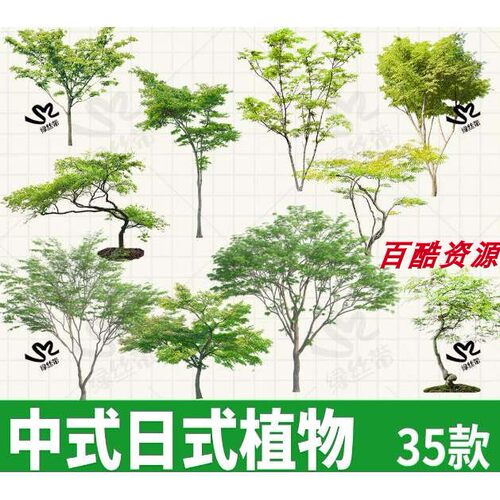 中式日式植物庭院花园乔木树png免扣图psd效果图ps素材procreate