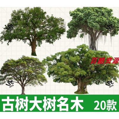 procreate古树名木大树景区老树PNG立面效果图平板PSD免扣ps素材
