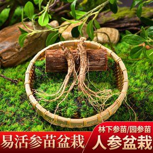 双十一长白山新鲜人参盆栽林下参种子西洋参种籽 送苗