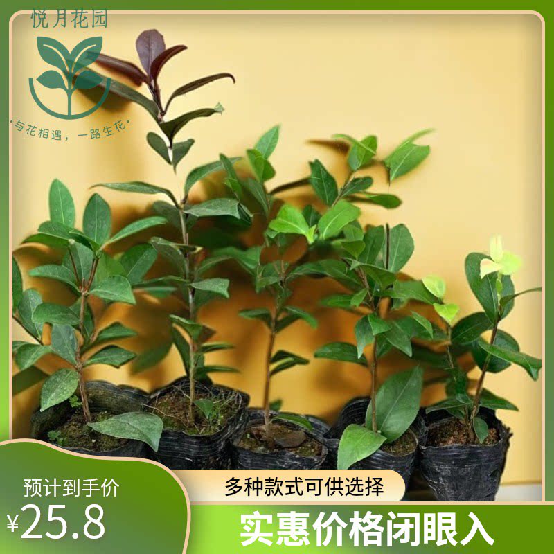 五种茶花四季茶香妃五色赤丹十八学士红叶贝拉包对版香味