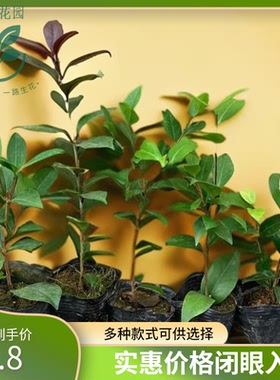 五种茶花四季茶香妃五色赤丹十八学士红叶贝拉包对版香味