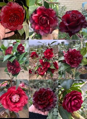 黑红色系墨川黑贝黑龙等品种茶花合集顺丰包邮偏远地区除外