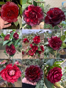 黑红色系墨川黑贝黑龙等品种茶花合集顺丰包邮偏远地区除外