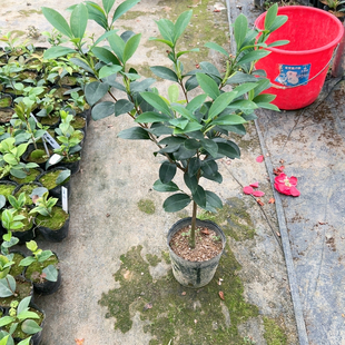 红天香云根接
