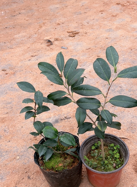 纪洲云龙，紫罗璇