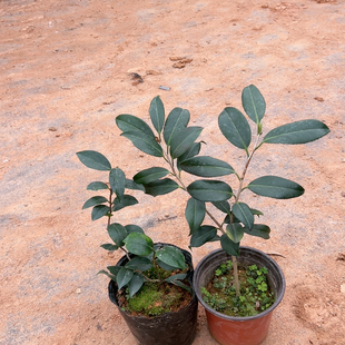 纪洲云龙，紫罗璇