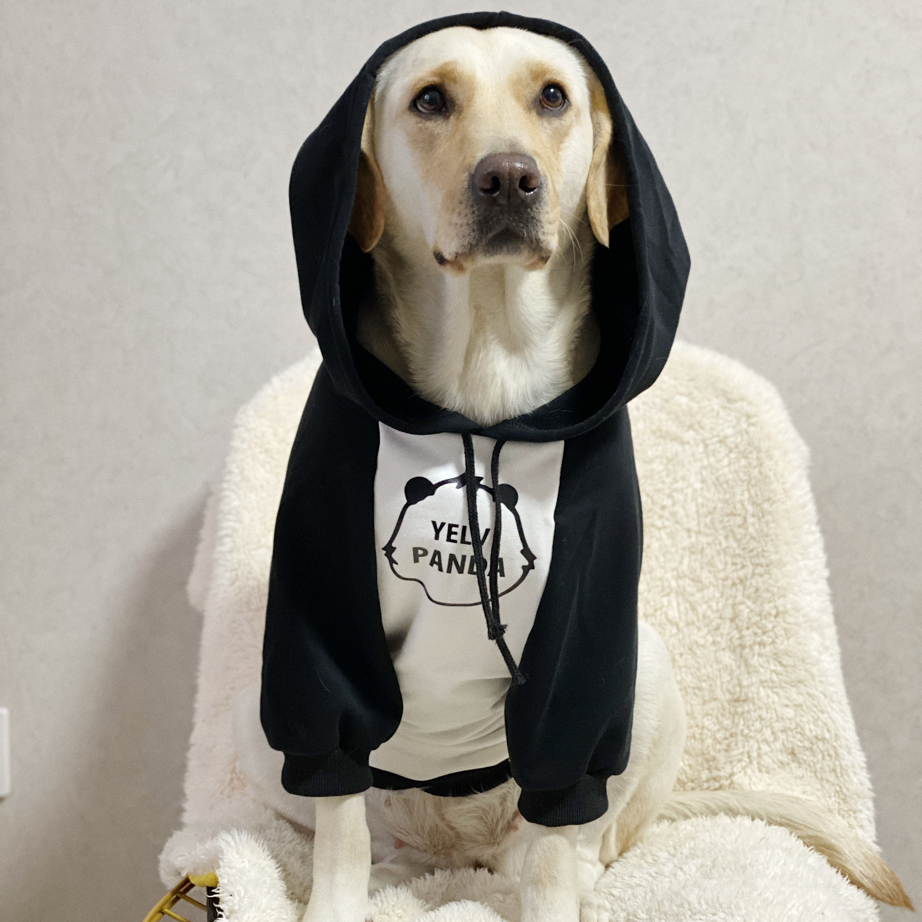 宠物潮牌大型犬衣服 春秋拼色 愤怒熊猫个性卫衣金毛萨摩拉布拉多