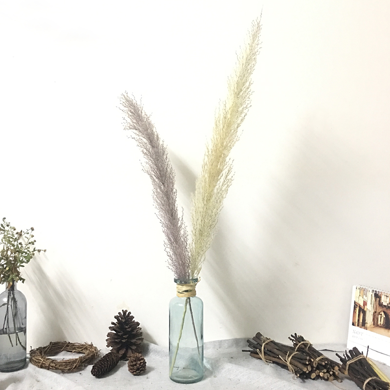 热销10件限时秒杀天然大芦苇干花花店橱窗摆设花束