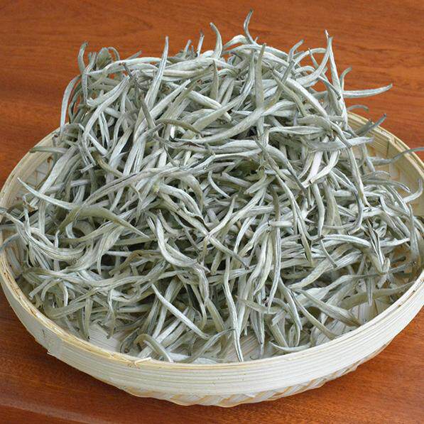 云南白茶景谷秧塔大白毫银针古树大叶白茶纯芽尖大白芽头芽孢生态