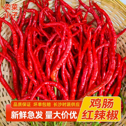 湖南本地鸡肠子红辣椒新鲜农家自种线椒超细长薄皮皱皮土泡椒现摘
