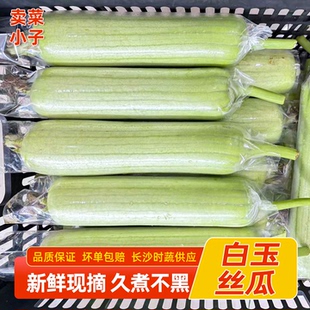 湖南白玉丝瓜新鲜肉丝瓜本地短甜丝瓜酒店湘菜食材产地直供批发价