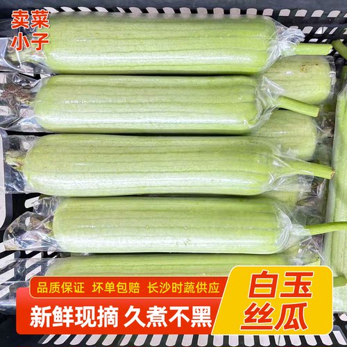 湖南白玉丝瓜新鲜本地蔬菜酒店用