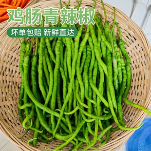 湖南当季本地鸡肠子青辣椒新鲜超细长线椒酒店饭店湘菜馆食材批发