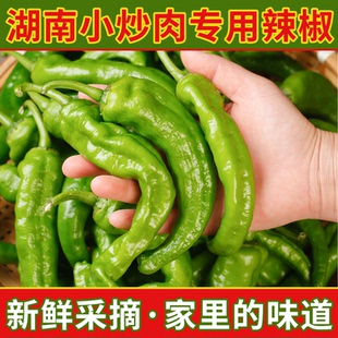 湖南小炒肉专用软皮辣椒本地新鲜薄皮青椒微辣螺丝椒快餐饭店商用