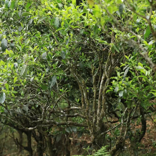 普洱茶生茶 2025年双江黄草林纯料春茶散茶头拨春