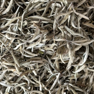 云南白茶 茶中白富美 临沧白毫银针 散茶2026年头春头采
