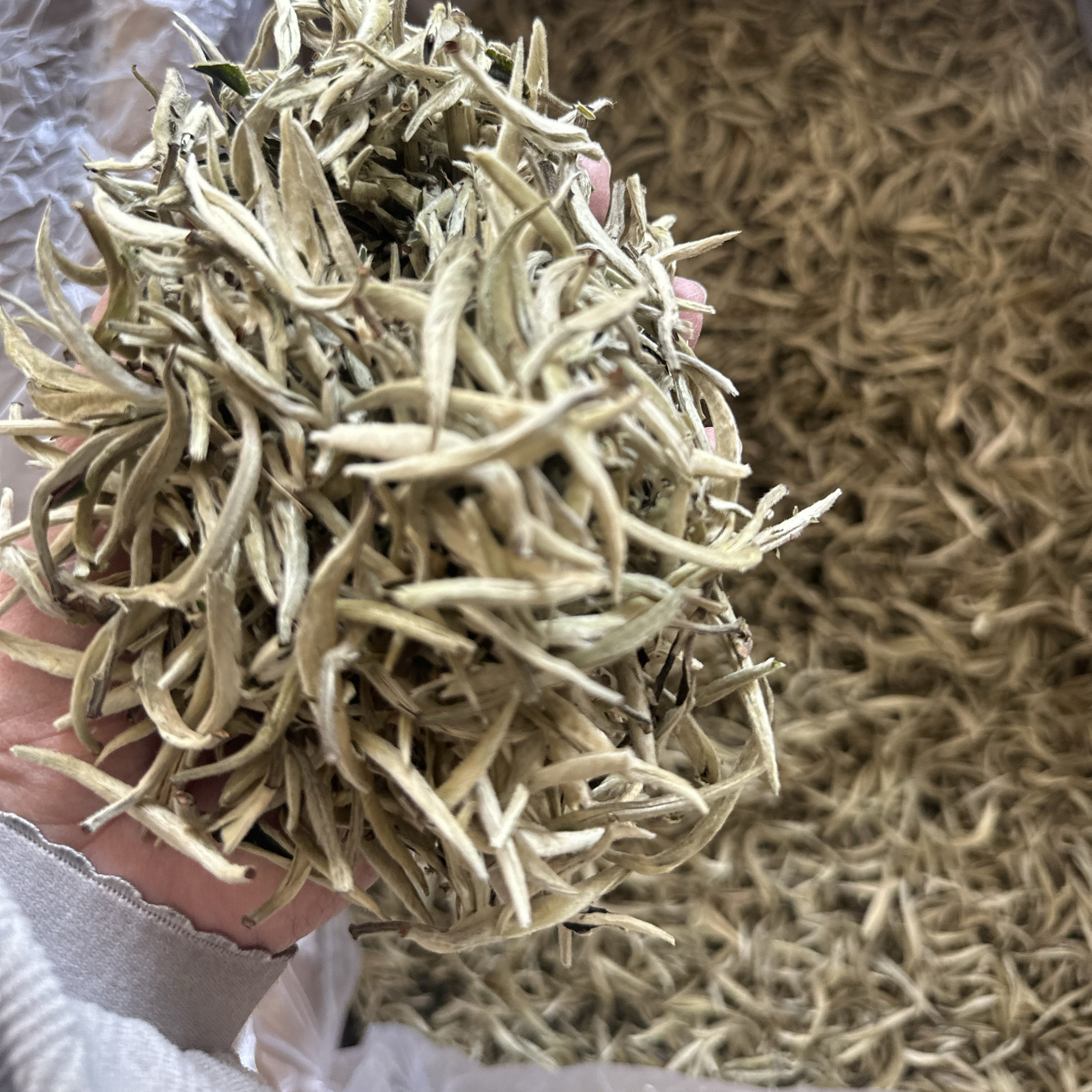 云南白茶 茶中白富美 临沧白毫银针 散茶2025年头春头采