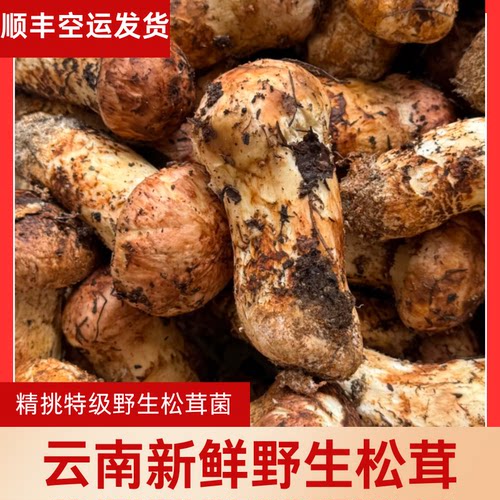 云南野生新鲜松茸菌精挑特级未开伞香格里拉产地直发煲汤刺身餐厅