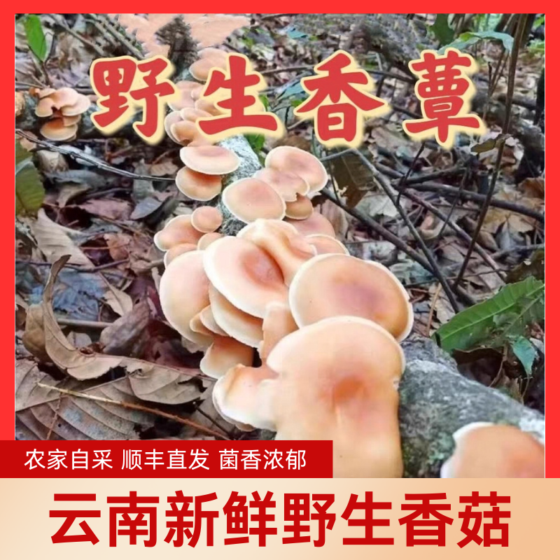 新鲜野生香菇云南深山香信香蕈马桑菌菇现采现发顺丰空运煲汤火锅
