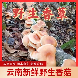 新鲜野生香菇云南深山香信香蕈马桑菌菇现采现发顺丰空运煲汤火锅