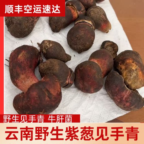 云南野生紫葱牛肝菌新鲜见手青红白葱牛肝菌食用菌子菌菇菌黄牛肝