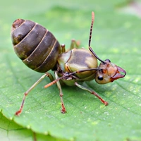 Желтый муравей Oecophylla smaragdina живой домашний муравей