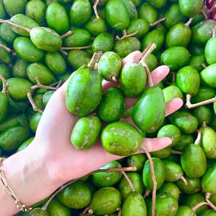 酸脆果太平洋橄榄傣味嘎里罗咳地佬克地佬咳哩地咳力咳哩佬嘎里罗