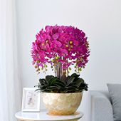 超大手感蝴蝶兰仿真花套装 盆景客厅装 饰餐桌边几摆设假花盆栽摆件