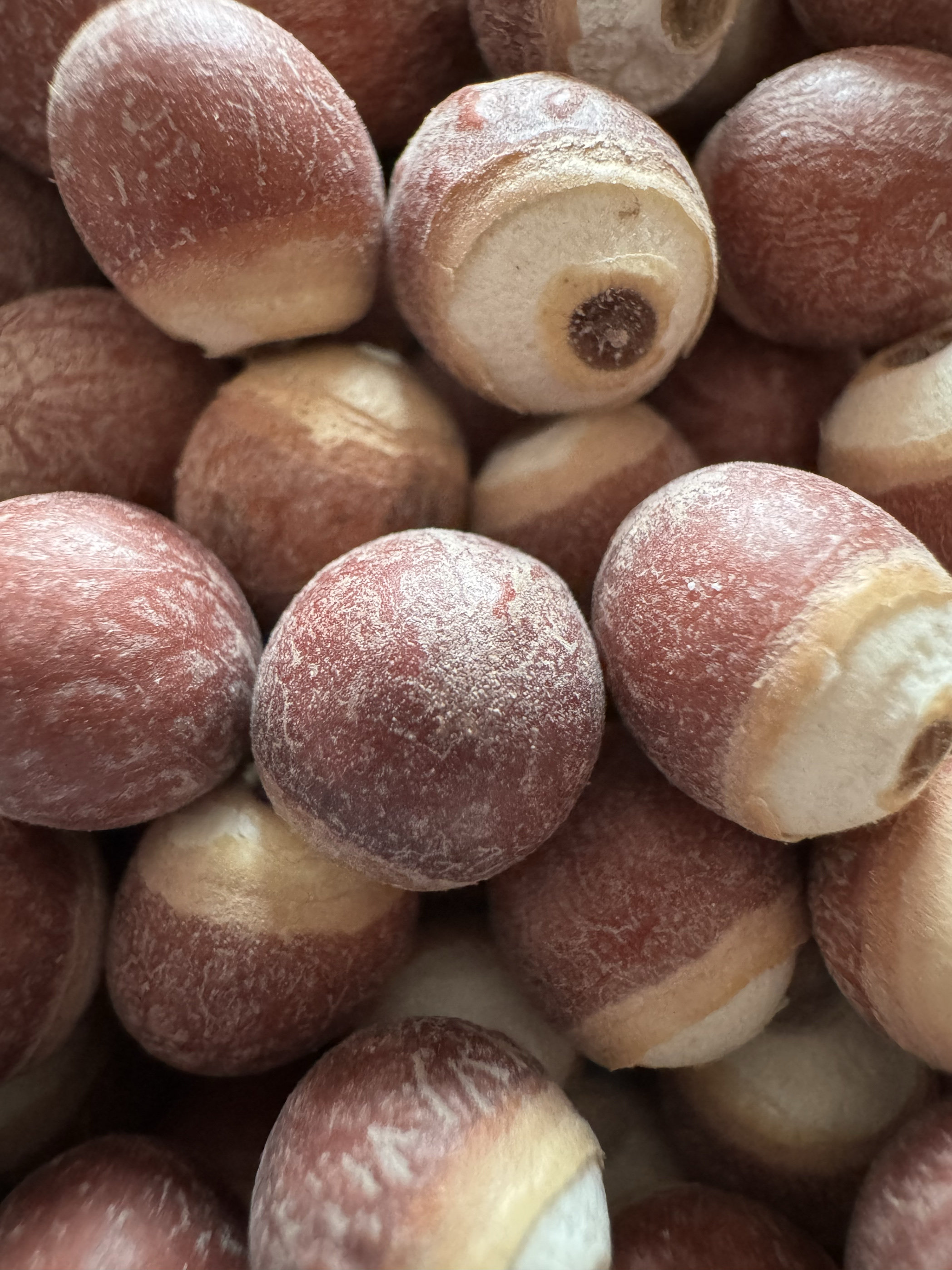 芡实新鲜鸡头米农家货泡水煲汤芡实米14厘特大颗500g可配薏米茯苓