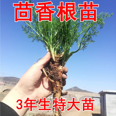 小茴香根苗3年生大苗2棵可食用植物盆栽易种包活芳香绿植荤香苗