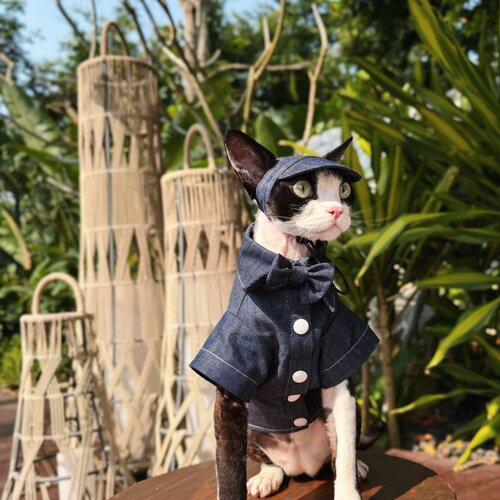 【kiikoo】德文无毛猫阿比学院风猫牛仔外套帽子套装宠物服装拍照