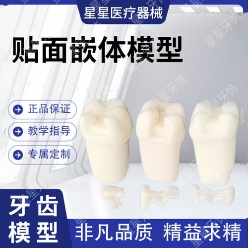 牙齿贴面嵌体尖磨牙牙粒练习模型