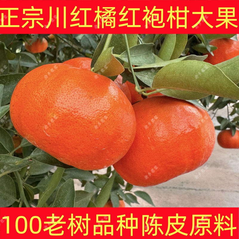 四川红橘大红袍橘子重庆万州古红桔陈皮川桔子当季新鲜水果10斤5