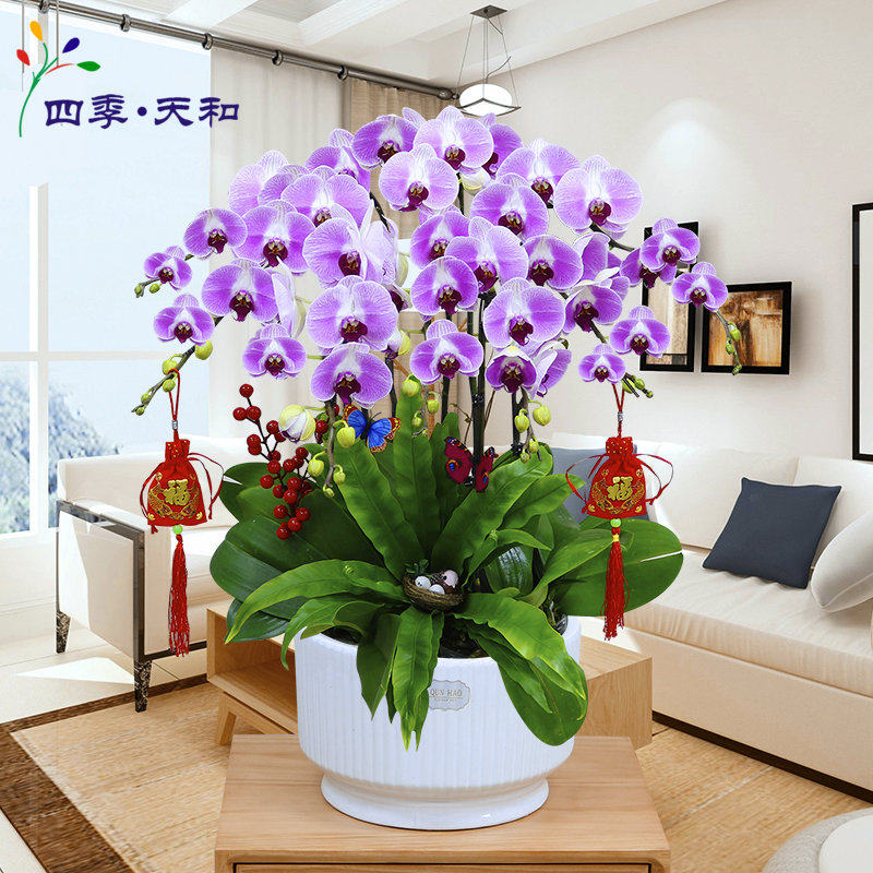年宵花含盆美观春节礼品花蝴蝶
