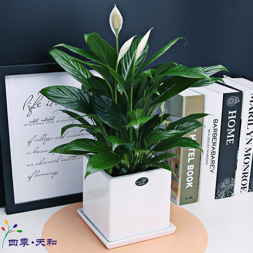 白掌一帆风顺盆栽桌面开花植物