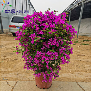 三角梅盆栽九重葛花期长室外阳台庭院客厅观花盆景花卉北京送上门