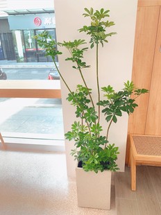 造型鸭脚木盆栽招财树造型橡皮树娃娃朱蕉室内办公室阳台客厅植物