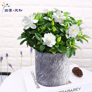 栀子花盆栽 芳香观花多年生木本植物 室外庭院阳台客厅办公室植物