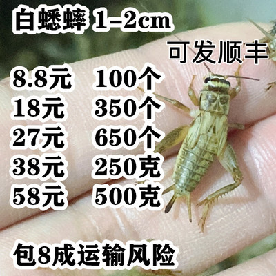 测试推荐蟋蟀活体饲料中小型蛐蛐