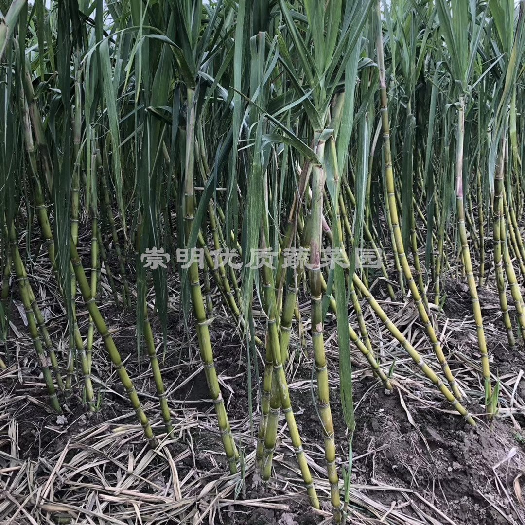 青皮甘蔗现砍汁多包邮