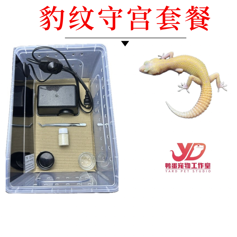 豹纹守宫蜥蜴幼体活物网红萌宠好养爬宠易养异宠温顺无毒视频挑选
