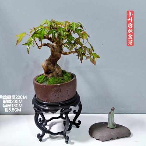 日式枫树盆景小叶红芽唐枫盆景满冠血红秋意茶台阳台小品花卉精品