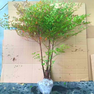南天竹盆栽树苗火焰南天竹室内老桩盆景室外庭院耐寒