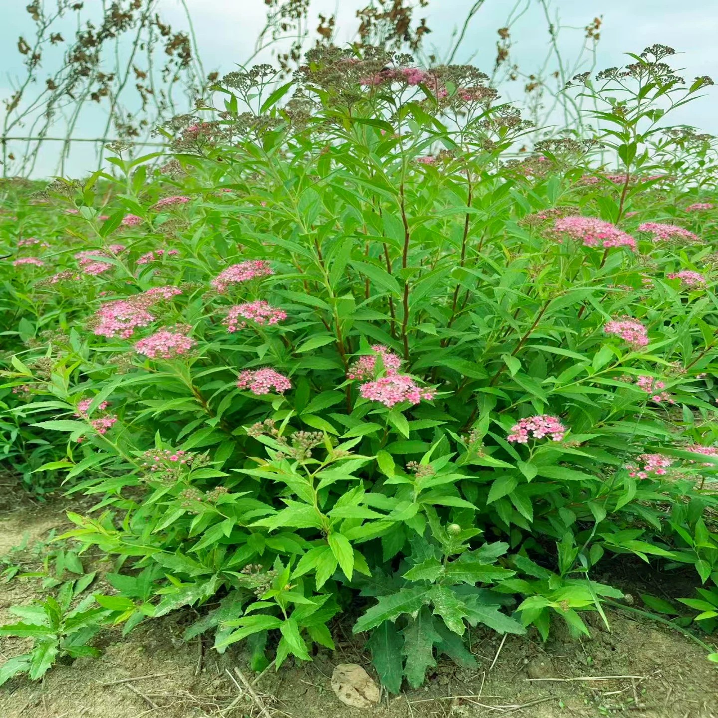 粉红花球，花期长，夏初花开季节图片