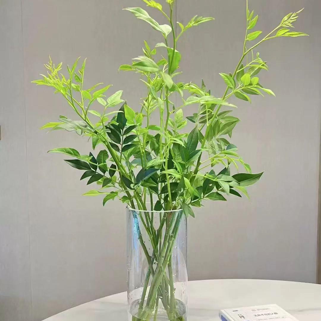 九星叶鲜切枝婚礼配叶水培插花图片