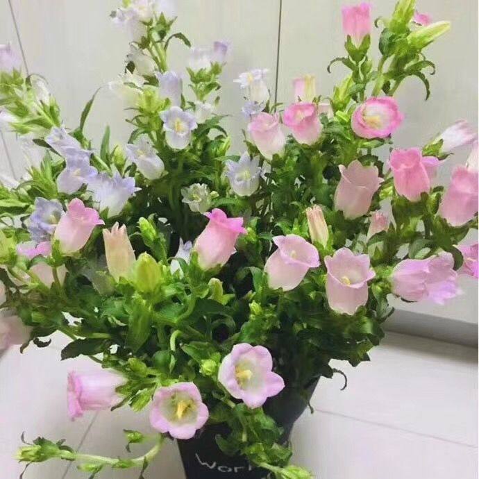 云南昆明鲜花基地直发风铃花水养婚礼生日家庭办公室内插花
